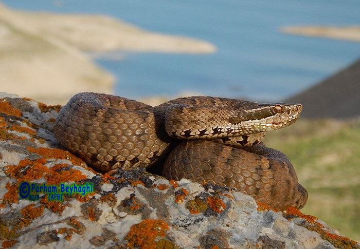 10 Iran's wildlife.JPG