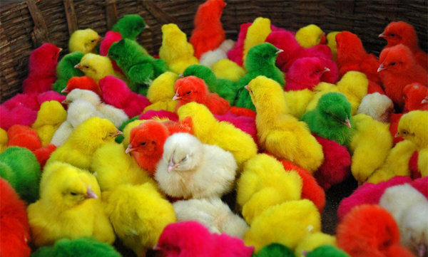 جوجهرنگی؛ سرگرمی بیرحمانه