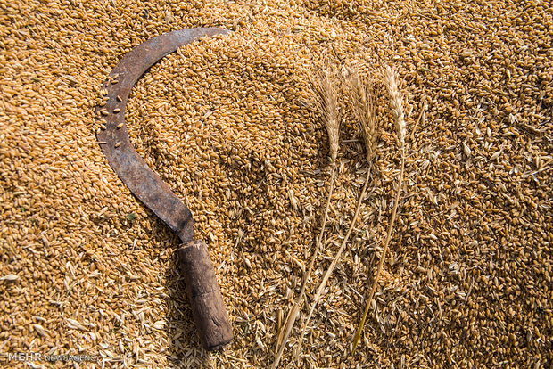 Wheat harvest in Iran