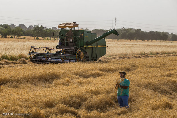 حصاد القمح في ايران