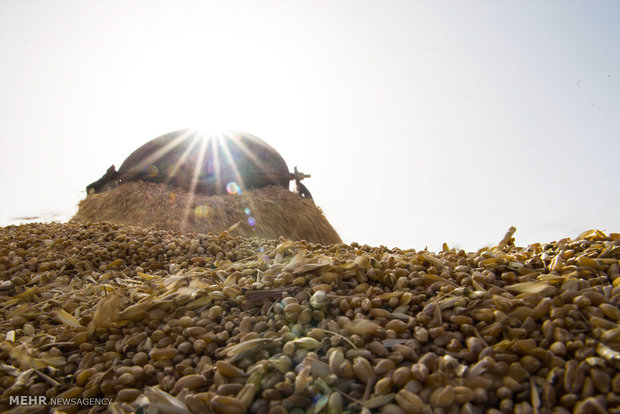 حصاد القمح من مزاع محافظة "مركزي"