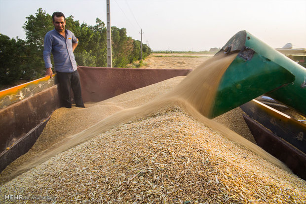 Wheat harvest in Iran