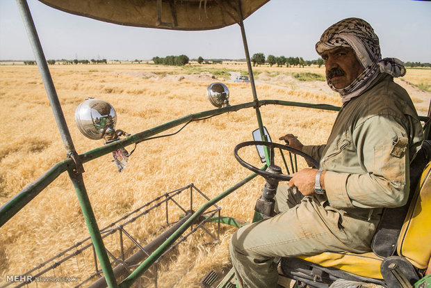 حصاد القمح في ايران