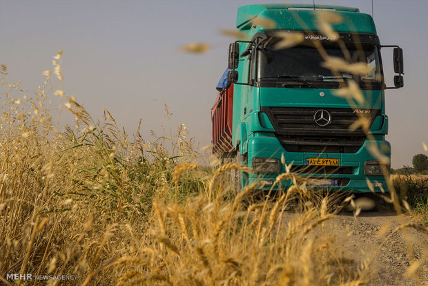 Wheat harvest in Iran