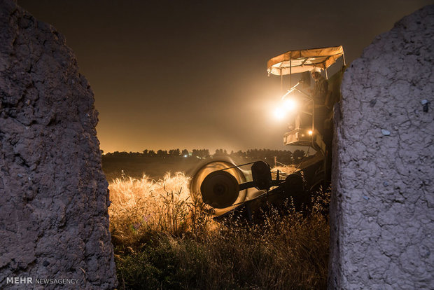 Wheat harvest in Iran