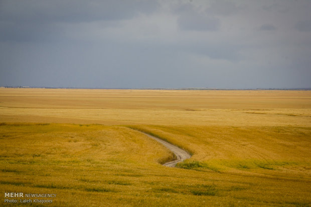 ۱۴۵ هزار هکتار از اراضی لرستان زیر کشت گندم دیم رفت کشت گندم در زمین های حاصلخیز اطراف گرگان که جهت صادرات نیز استفاده می شود.