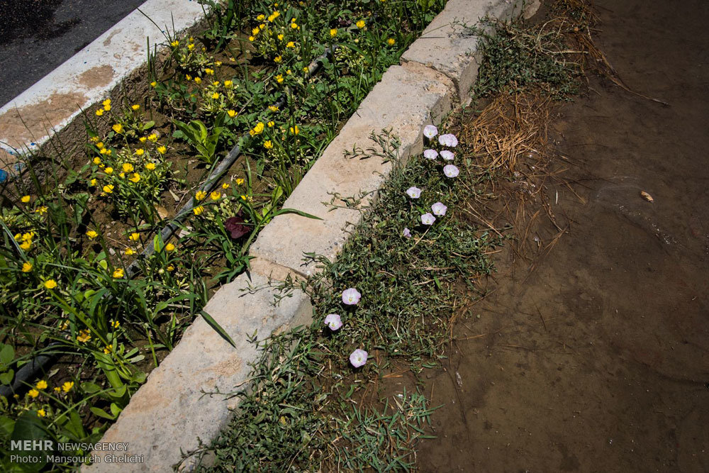 خرمآبادِ تشنه؛ آبیاریِ فضای سبز با آب شرب!