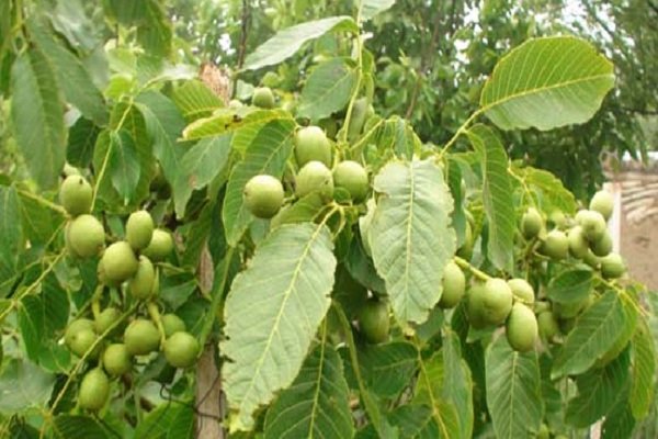 دست باغداران در پوست گردو / خسارات خشکسالی به گردوی «سامان» 2