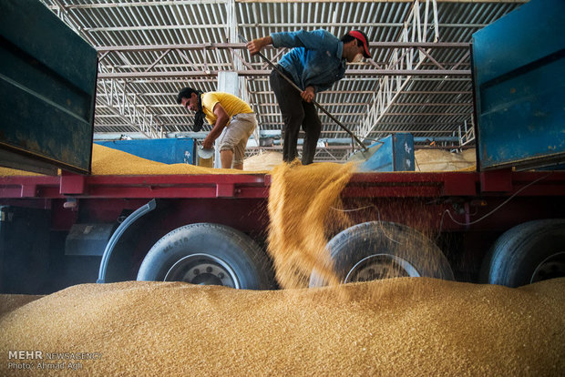 پیش بینی ذخیره سازی ۲۲۶ هزار تن گندم در سیلوهای کرمان