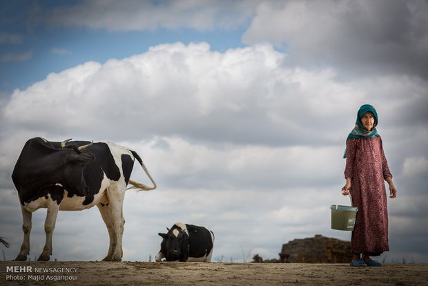 در روستاهای منطقه ترکمن صحرا زنان نقش مهمی در دامداری دارند