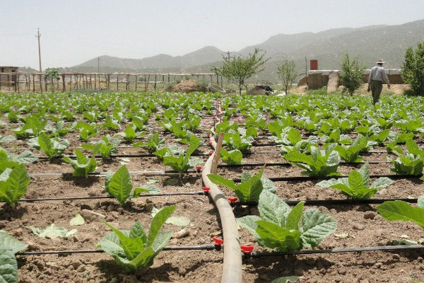 ۴۸ هزار هکتار اراضی کشاورزی استان به سامانه نوین آبیاری مجهز شدند