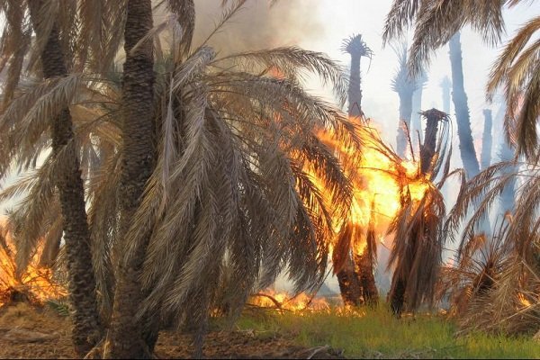 آتشسوزی در اروندکنار به نخلها خسارت زد