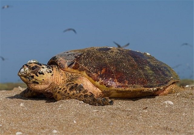 لاک‌پشت منقار عقابی در خطر انقراض است/ اجرای طرح حفاظت در بوشهر