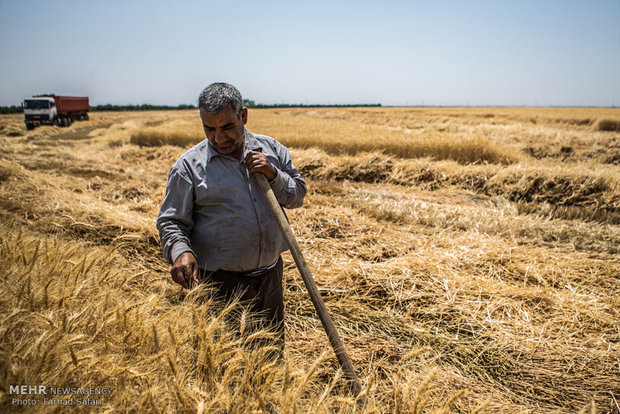 تاکنون گندم قاچاق درکردستان خریداری نشده است/سرقت گندم استان