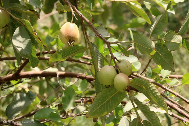 Olive gardens in Hasht Bandi 