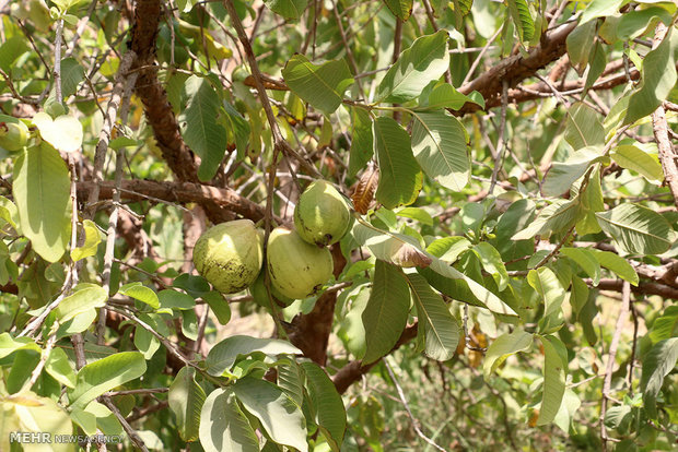 Olive gardens in Hasht Bandi 