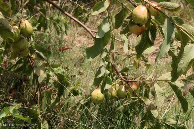 Olive gardens in Hasht Bandi 