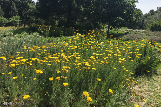 National Botanical Garden of Iran