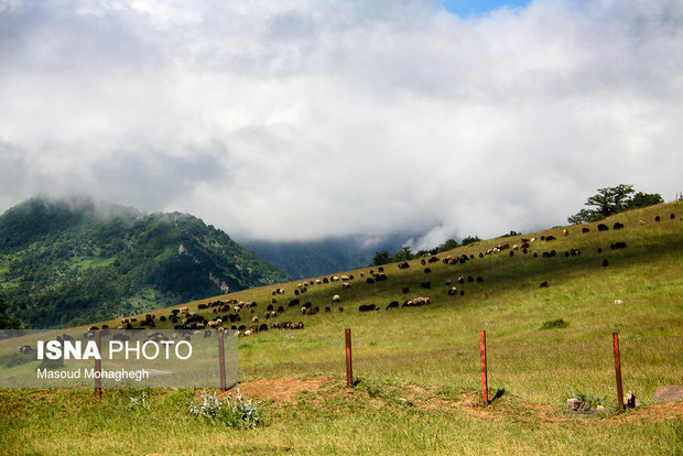 Cloud forest in Shahrud