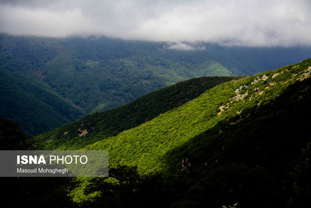 Cloud forest in Shahrud