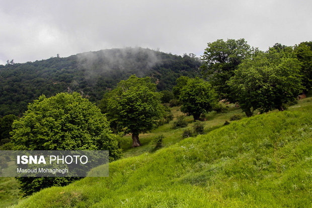 Cloud forest in Shahrud
