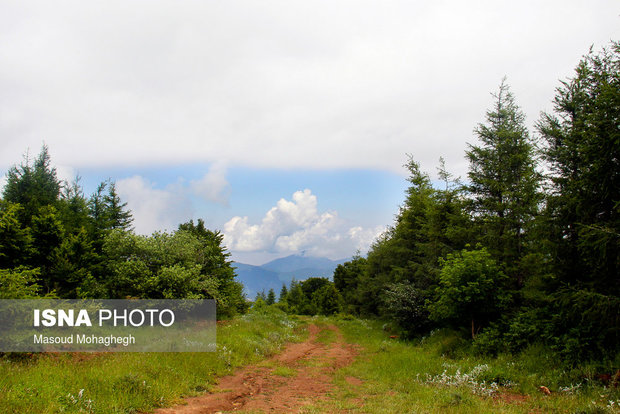 Cloud forest in Shahrud
