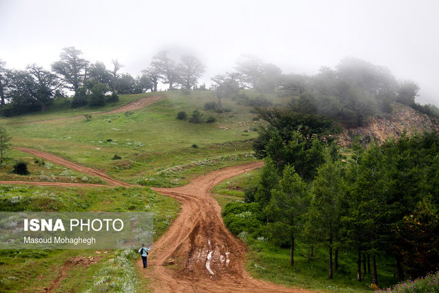 Cloud forest in Shahrud