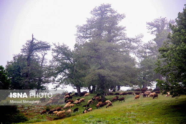 Cloud forest in Shahrud