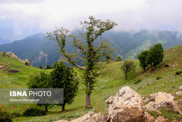 Cloud forest in Shahrud