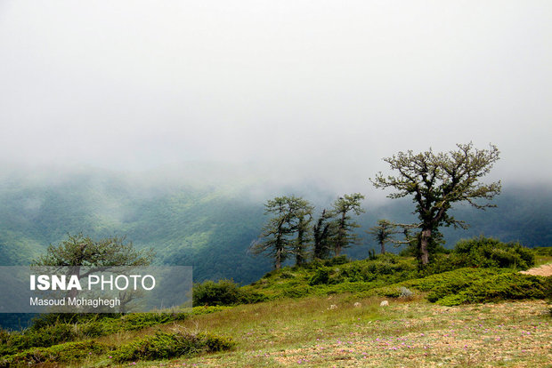 Cloud forest in Shahrud