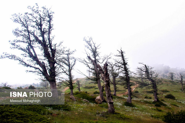 Cloud forest in Shahrud