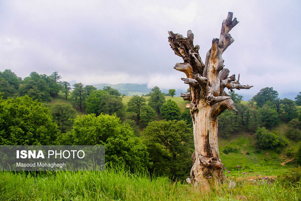Cloud forest in Shahrud