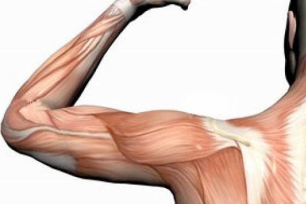 Iranian researchers apply graphene in treating muscle injuries