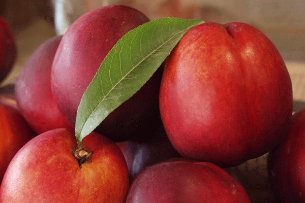 میوهای بینظیر برای تقویت کبد و تصفیه خون میوهای بینظیر برای تقویت کبد و تصفیه خون