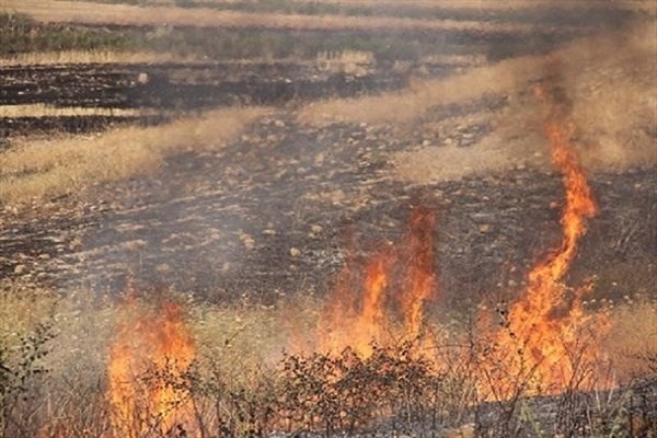 آتش در دامن زرد مزارع/ ۴۵هکتار از مزارع کشاورزی اسفراین دود شد