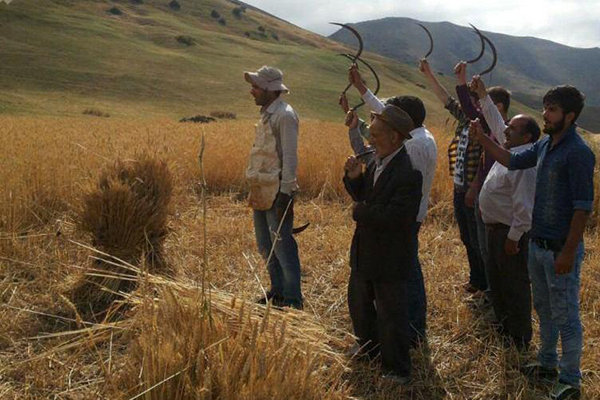 مطالبات گندم‌کاران کردستانی بزودی پرداخت می‌شود