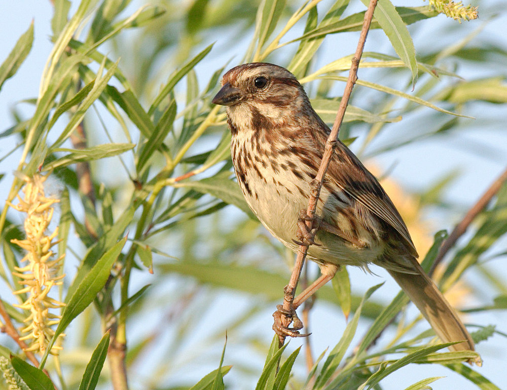 10 Song Sparrows.jpg