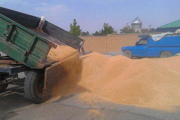 دو هزار و ۴۰۰ تن گندم خرید تضمینی چادگان در حال فساد است