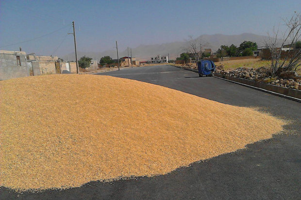 خرید تضمینی ۲۴۵هزار تن گندم در اصفهان/پرداخت آغاز شد 