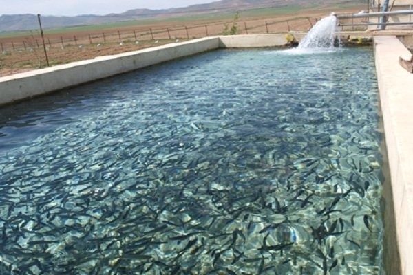 پرورش ۳۹۰۰ تُن انواع ماهی طی ۷ ماه ابتدایی سال در استان تهران 