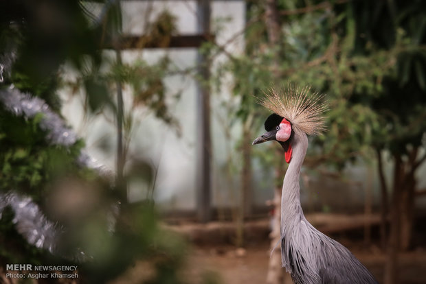 Iran celebrates grey crowned crane birthday 