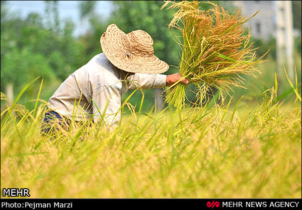 ۳ماه درباره واردات برنج سکوت کنید/وزارت جهاددرمقابل تولیدکنندگان