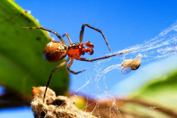 گرما شخصیت عنکبوتها را تغییر می دهد!