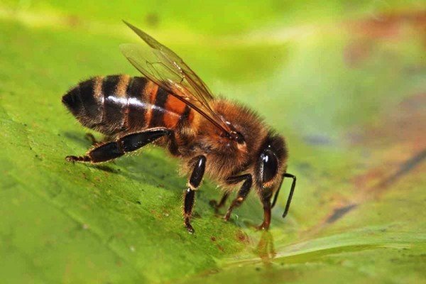 التماس زنبورها به یکدیگر برای خنک نگه داشتن کندو