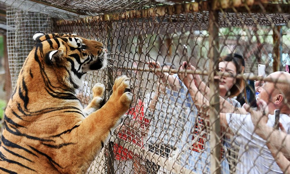 Siberian tigers