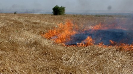 ۵هکتار از اراضی تالاب هامون در آتش سوخت