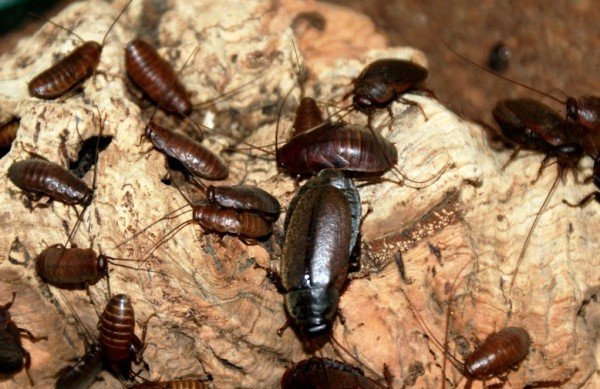 عکس بچه سوسک عکس بچه سوسک