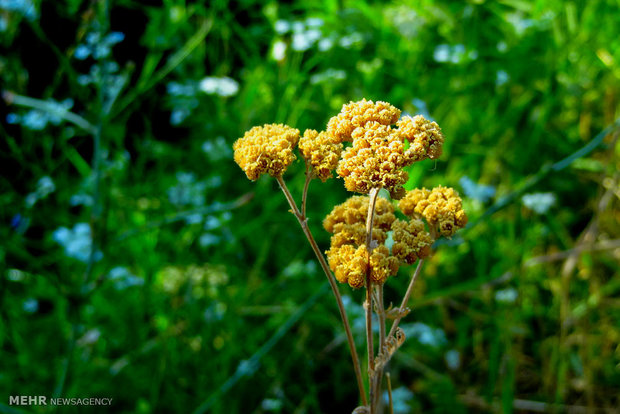 «سرمایهگذاری برای تولید» در گیاهان دارویی خوزستان