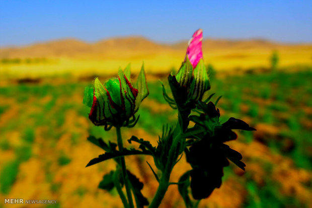 «سرمایهگذاری برای تولید» در گیاهان دارویی خوزستان