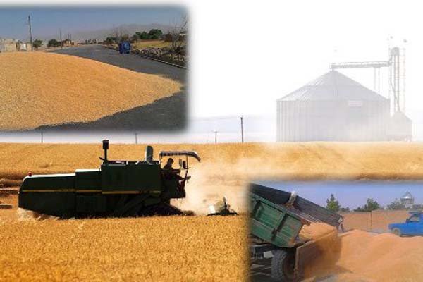 ۴۱۰ هزار تن گندم در آذربایجان غربی از کشاورزان خریداری شد